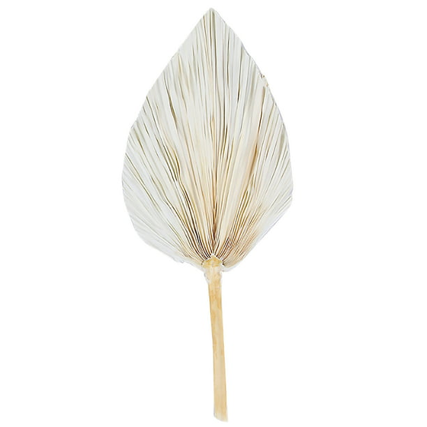 Palm Leaf Fan Leaves Hanging Decoration Reception Party Wall Art Dried Flower